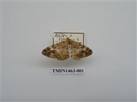 藏品(尺蠖蛾科)的圖片